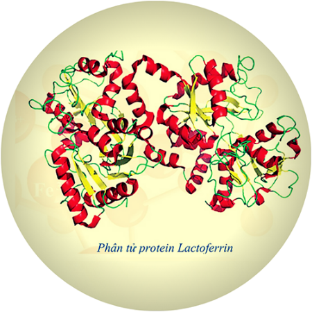 Picture for blog post Tìm hiểu Lactoferrin là gì và những công dụng chính của chúng